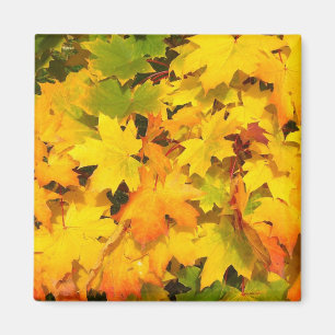 Imán Hojas de arce de otoño con colores otoñales
