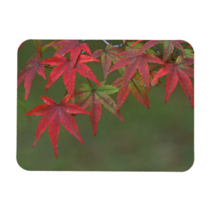 Imán Hojas de Arce, Katsura, Kyoto, Japón
