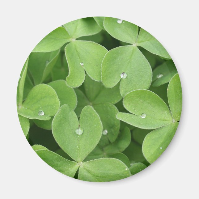 Imán Hojas de Chamrock Clover (Frente)
