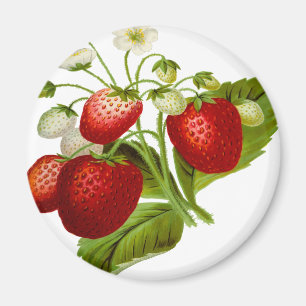 Imán Hojas de hojas de hoja de fruta