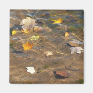 Imán Hojas de otoño en la fotografía de la naturaleza d