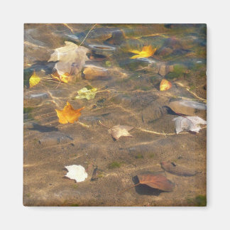 Imán Hojas de otoño en la fotografía de la naturaleza d