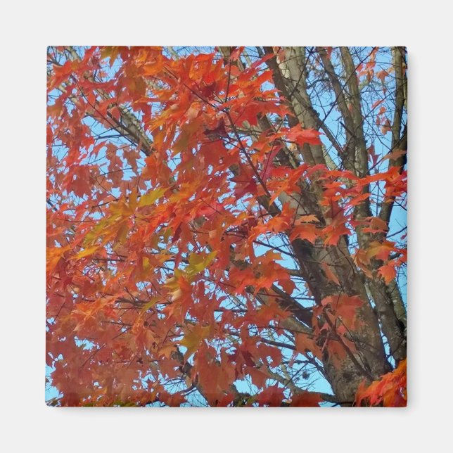 Imán Hojas de otoño rojas (Frente)