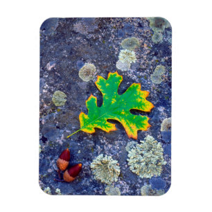 Imán Hojas de roble y maíz en una roca cubierta de Lic