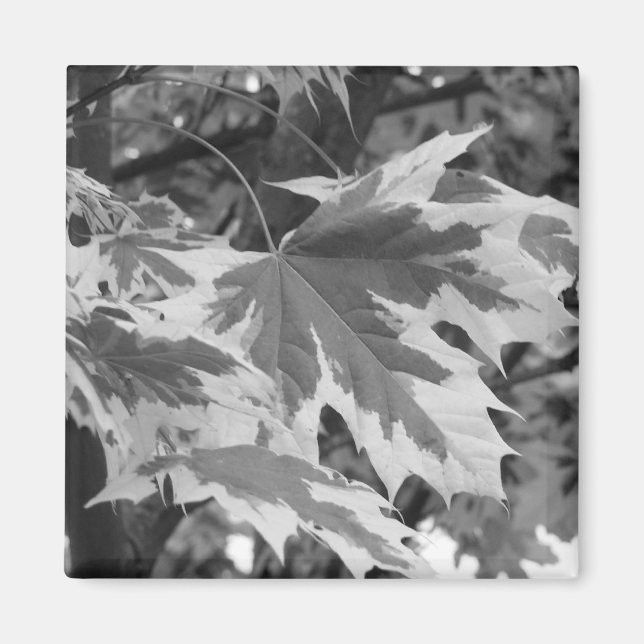 Imán Hojas en blanco y negro (Frente)
