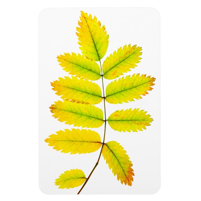 Imán Hojas otoñales del árbol de rowan (Vertical)