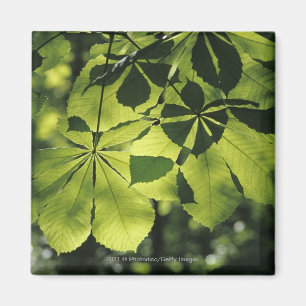 Imán Hojas verdes de siete puntos con iluminación solar