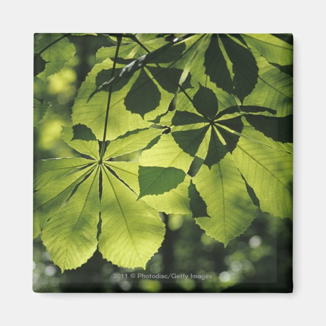 Imán Hojas verdes de siete puntos con iluminación solar (Frente)