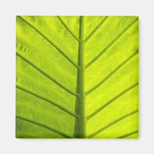 Imán Hojas verdes veteadas de follaje tropical en