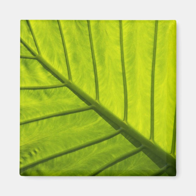 Imán Hojas verdes veteadas de follaje tropical en 2 (Frente)