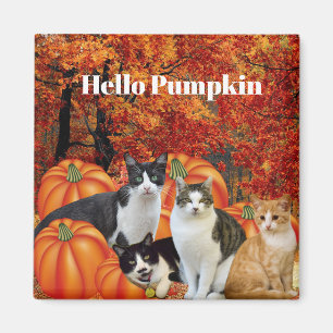 Imán Hola Calabaza Temporada de Otoño Gatos en Parche d