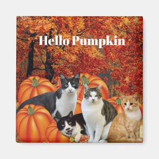 Imán Hola Calabaza Temporada de Otoño Gatos en Parche d