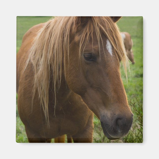 Imán Hola de caballo (Frente)