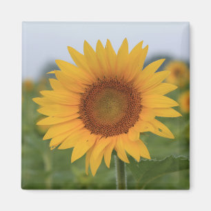 Imán Hola Sunflower Magnet