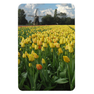 Imán Holanda de campo de flor tulipán amarillo