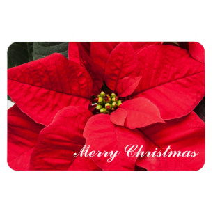 Imán Holiday Poinsettia Magnet