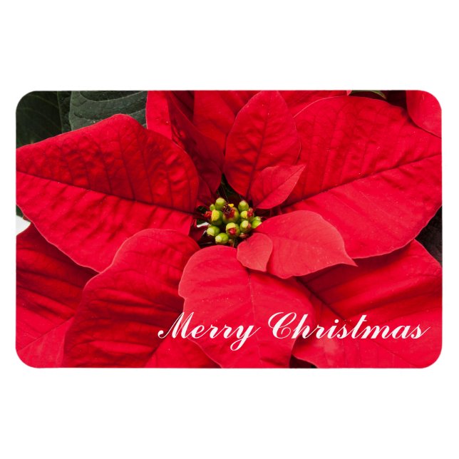 Imán Holiday Poinsettia Magnet (Horizontal)