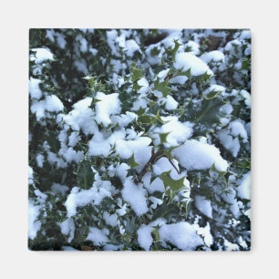 Imán Holly cubierto de nieve