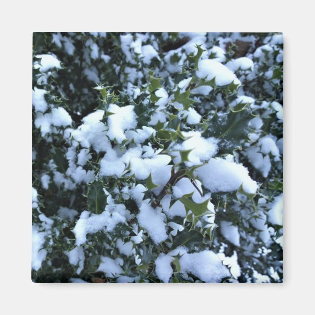 Imán Holly cubierto de nieve (Frente)