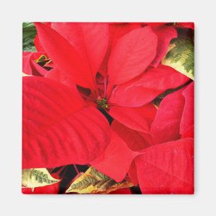 Imán Holly Point Poinsettias Holiday Floral