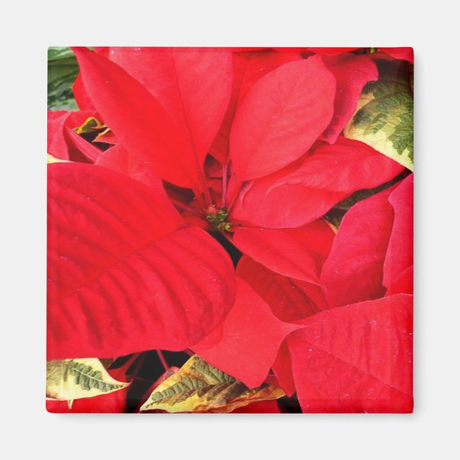 Imán Holly Point Poinsettias Holiday Floral (Frente)