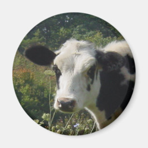 Imán Holstein Cow
