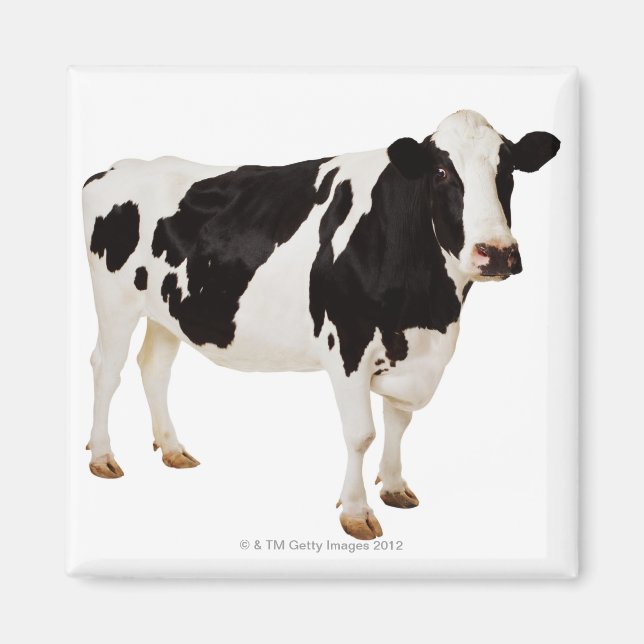 Imán Holstein Cow | Bos taurus (Frente)