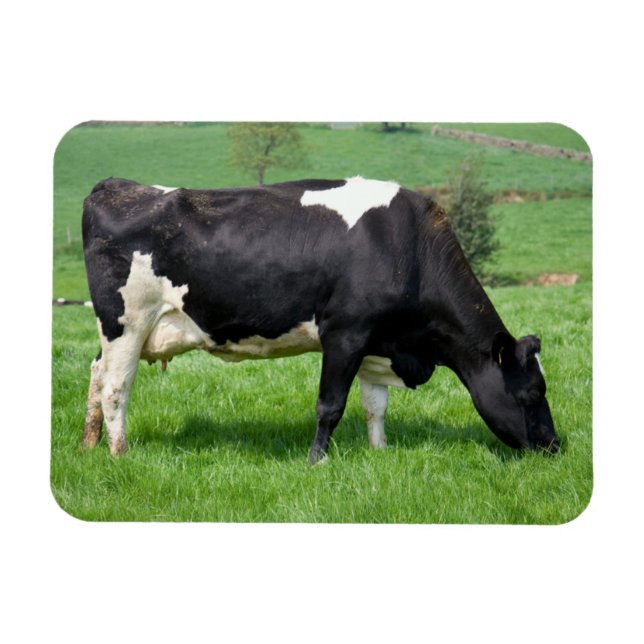 Imán Holstein Cow Magnet (Horizontal)