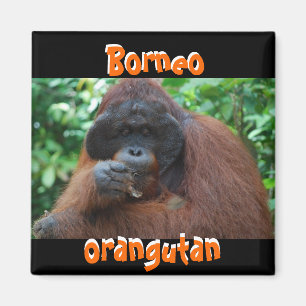 Imán Hombre Borneo-Orangutan en la selva