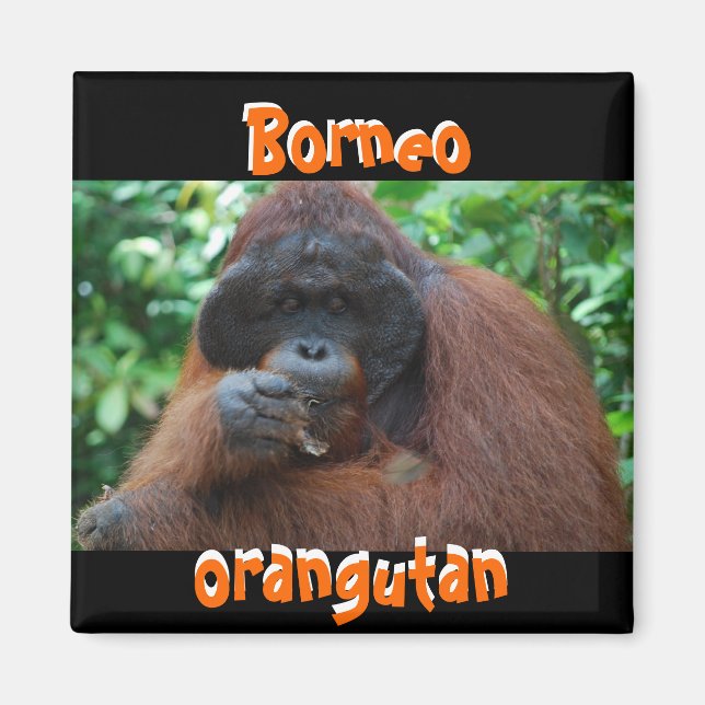 Imán Hombre de Borneo Orangutan en la jungla (Frente)
