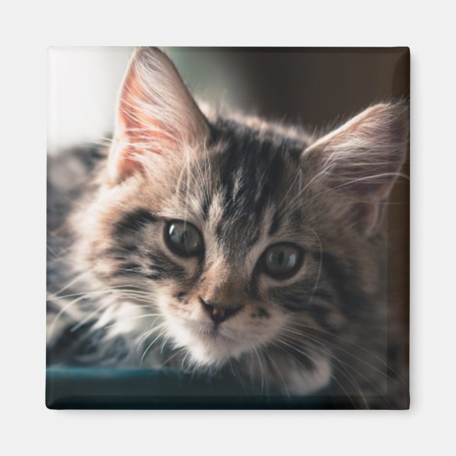 Imán Hombre joven Tabby Cat 2 (Frente)