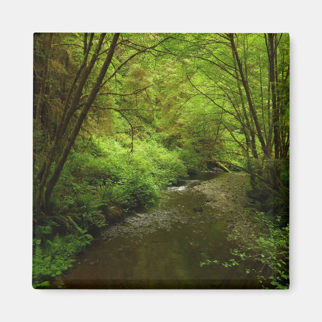 Imán Hombre perdido en el parque nacional Redwood (Frente)