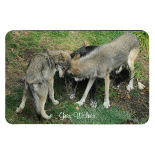 Imán Hombres Alfa, Lobo Gris Femenino y Mimán de Vida S