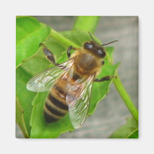 Imán Honey Bee