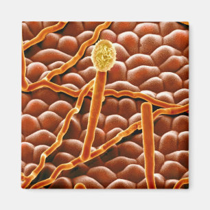 Imán Hongo del moho polvoriento en Poinsettia