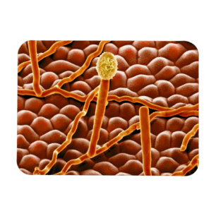 Imán Hongo del moho polvoriento en Poinsettia