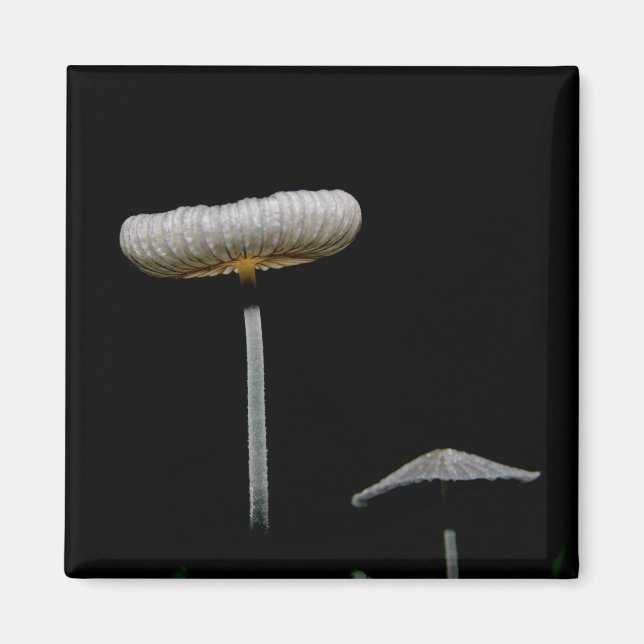 Imán Hongos (Frente)