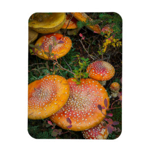 Imán Hongos amanita muscaria en el lago Mowich