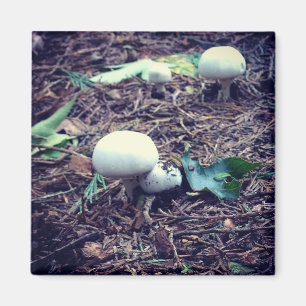 Imán Hongos blancos cúrcuitos