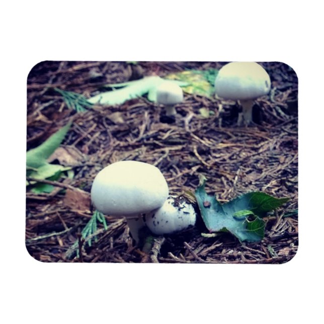 Imán Hongos Blancos Lindos (Horizontal)