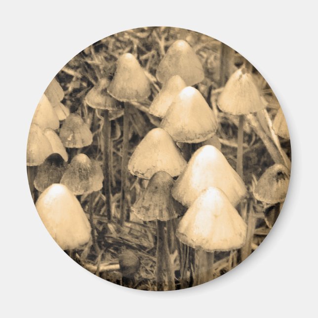 Imán Hongos de Sepia (Frente)