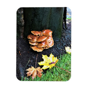 Imán Hongos en un árbol, Oregón