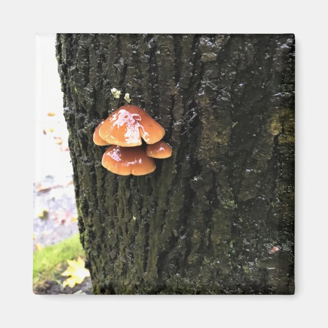 Imán Hongos en un árbol, Oregón (Frente)