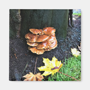 Imán Hongos en un árbol, Oregón