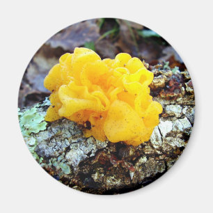 Imán Hongos Tremella Mesenterica Mushroom Magnet