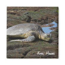Honu descansando en las cálidas rocas