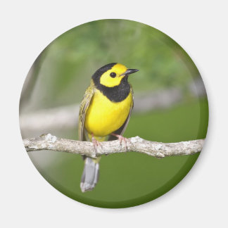 Imán Hooded Warbler
