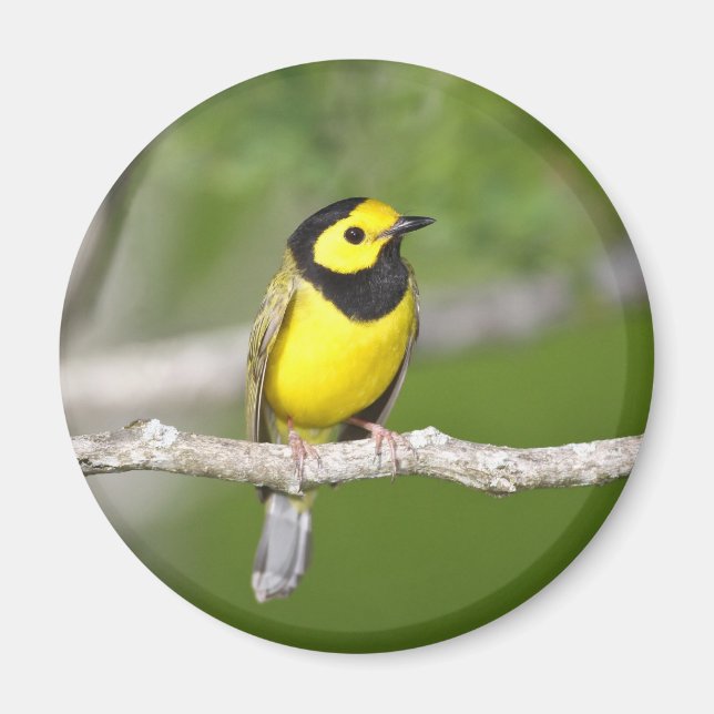 Imán Hooded Warbler (Frente)