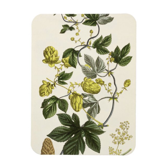 Imán Hop Vine, de 'The Young Landsman', publicó Vie (Vertical)