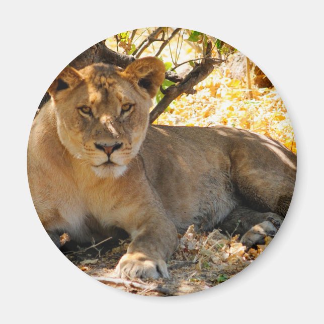 Imán Hora de Siesta (Frente)